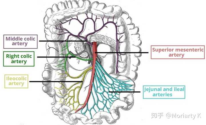 腹腔干(celiac trunk) ——肠系膜上动脉(sma) ——肠系膜下动脉