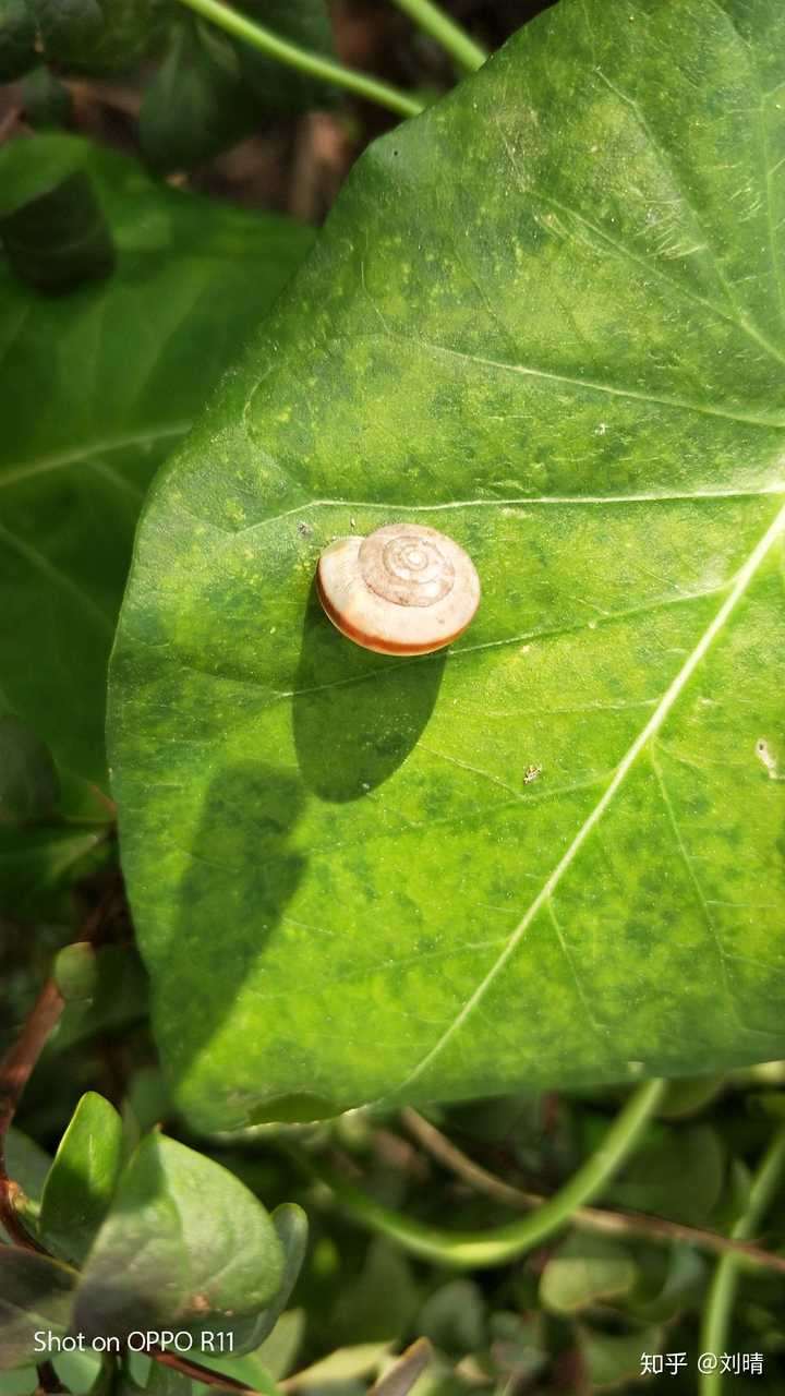 这张我比较满意,我拍的,画室附近的植物上发现的小蜗牛
