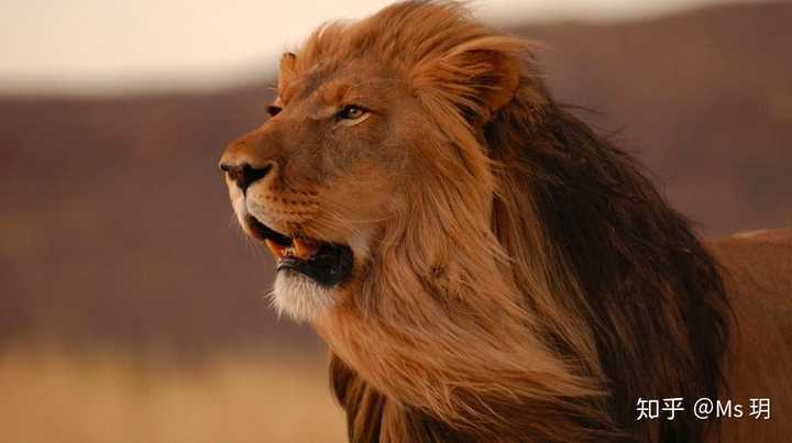 做一头狮子,即使孤独,也是百兽之王.