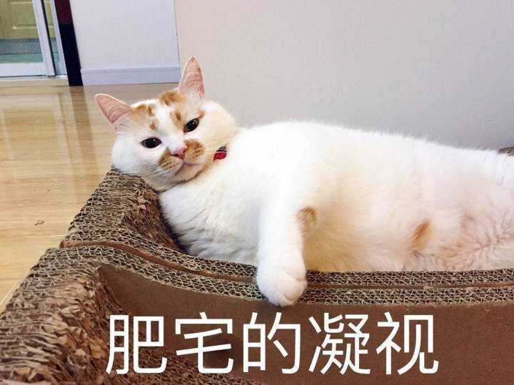 有没有猫咪的表情包?