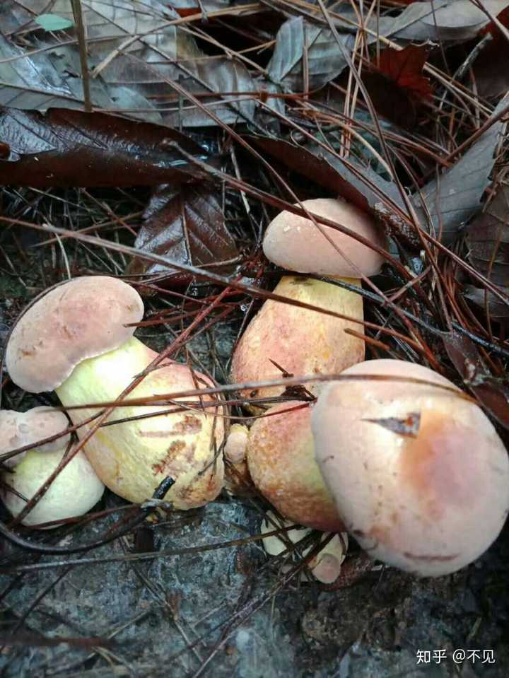 吃菌子季节到了,求科普下云南人常吃的野生菌品种?