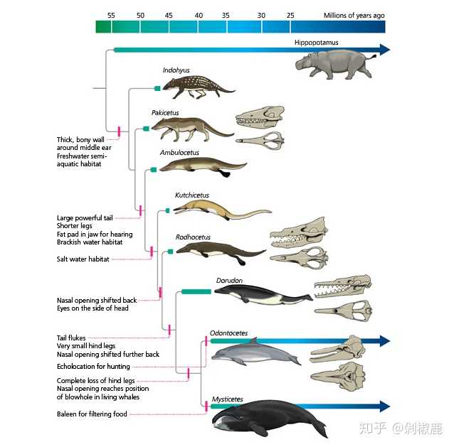 河马与鲸类有共同祖先,后来一支游向大海成为鲸类,而另一支则演化成了