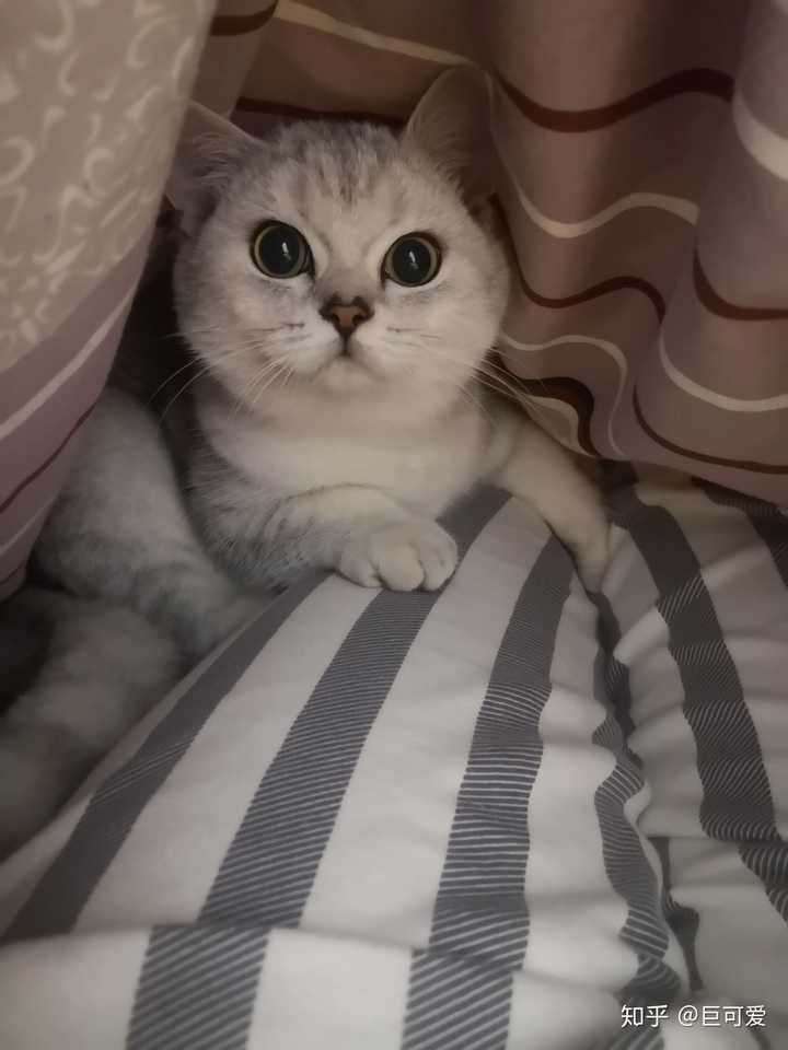 银渐层和蓝猫养那个好?