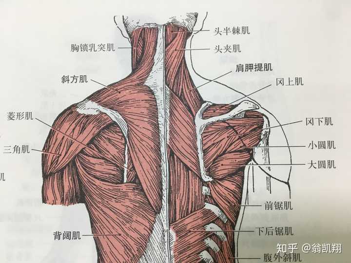 松弛无力的肌群:斜方肌中下部,菱形肌等