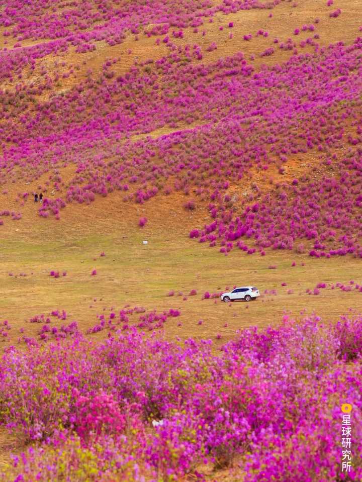 内蒙古扎兰屯山坡上的杜鹃花,摄影师@腔会宁