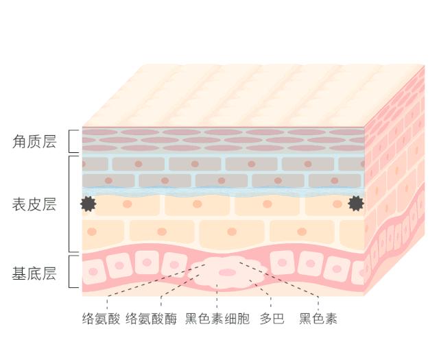 阻隔黑色素向角质细胞运输