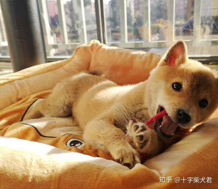 有没有靠谱柴犬犬舍推荐,西安本地的最好?