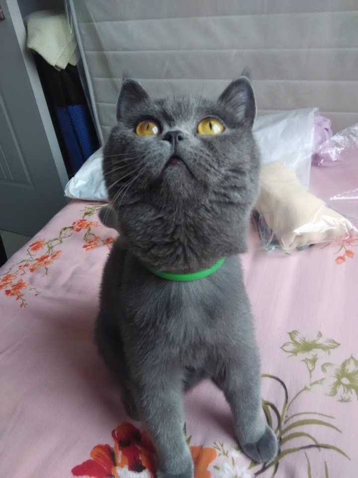 英短蓝猫谁说性格好的?