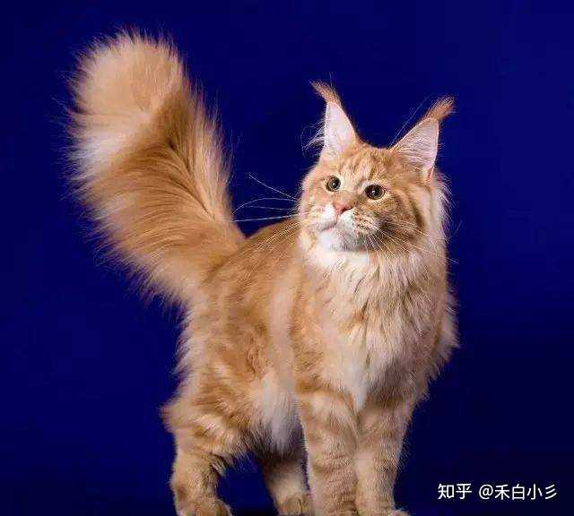 请问这是不是缅因猫 ?