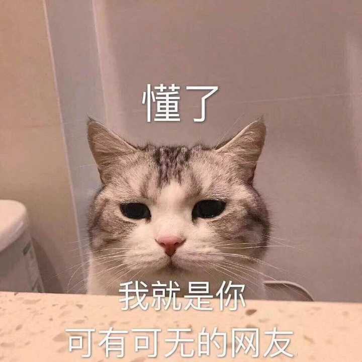 有哪些可爱到哭泣的猫咪图片或者表情包?