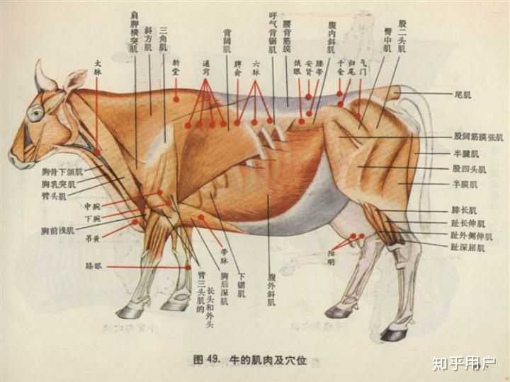 中兽医也有针灸