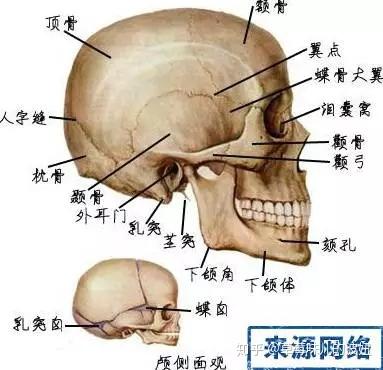 简而言之就是 面部颧骨的宽度不超过头颅的宽度