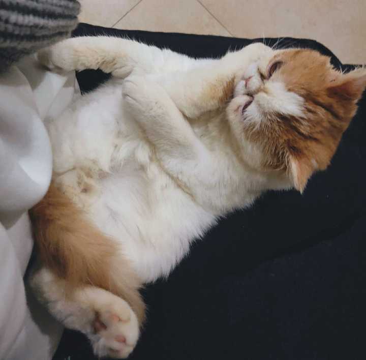 一只猫能可爱到什么程度?