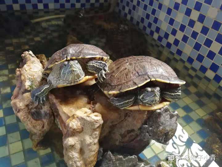 家里最近有了一只巴西龟,怎样养?