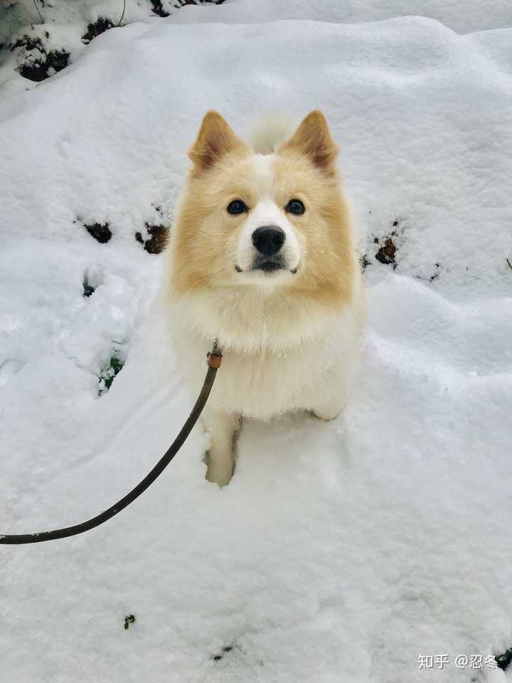 第一次看雪玩雪,半个狗跳进了雪堆里.