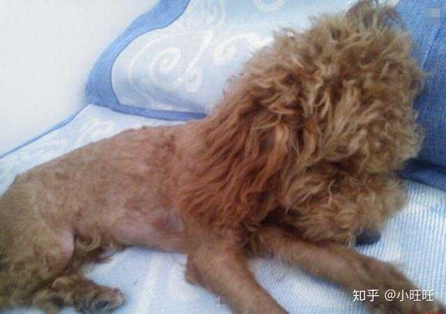 泰迪犬毛发差怎么办?