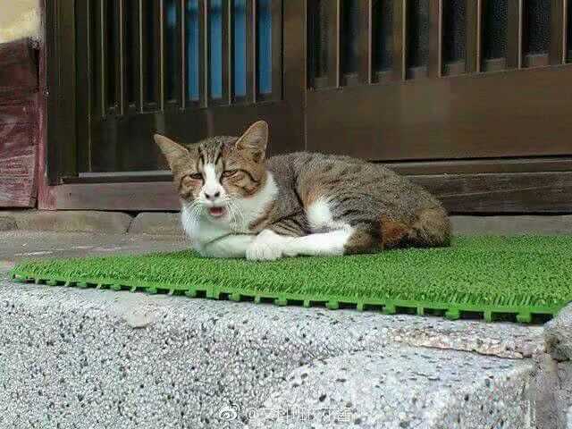 土猫颜值有多低?
