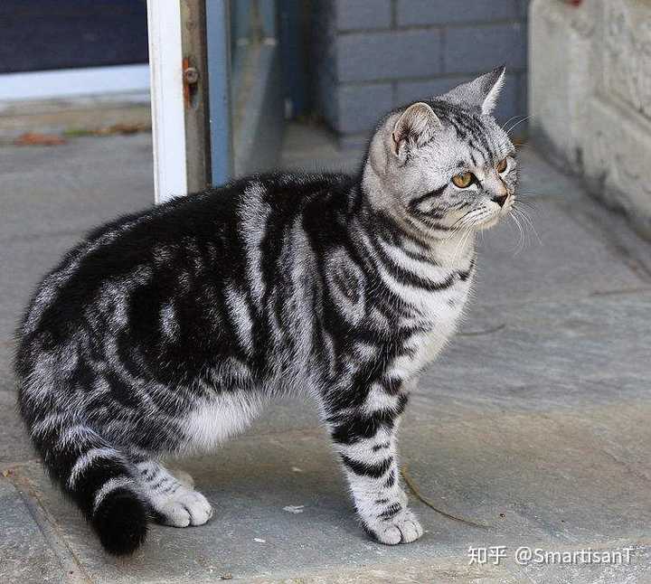 这只猫是虎斑猫还是要狸花猫?