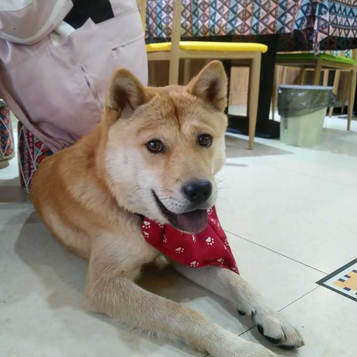 为什么日本秋田犬快灭绝可以上中国的微博热搜,却没人