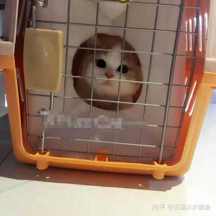 请问一下新手猫咪被托运过来后应该怎么做才好一点应不应该拿出笼子