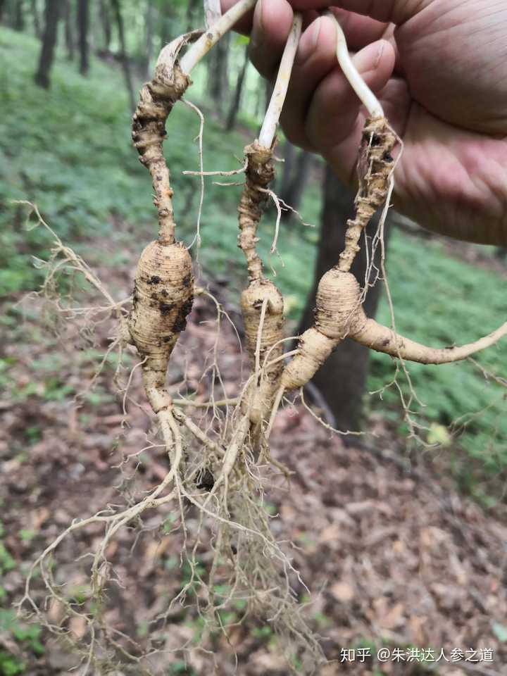 在看下面一张图,林下山参的生长状态,长在山林里,周围杂草伴生,这才是