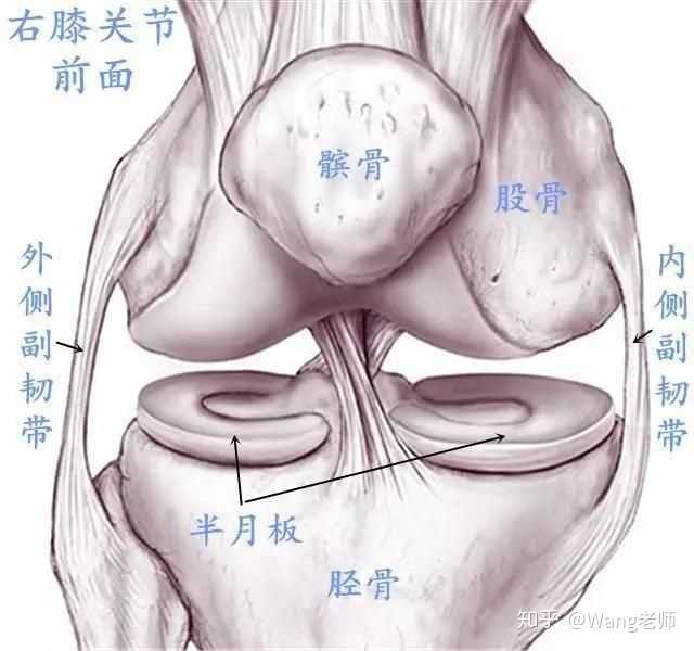 膝关节交叉十字韧带起止点在什么位置?