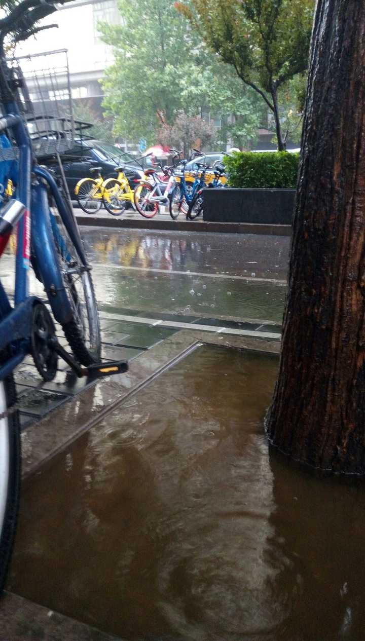 北京今天一直在下雨,树木旁边都变成小湖了