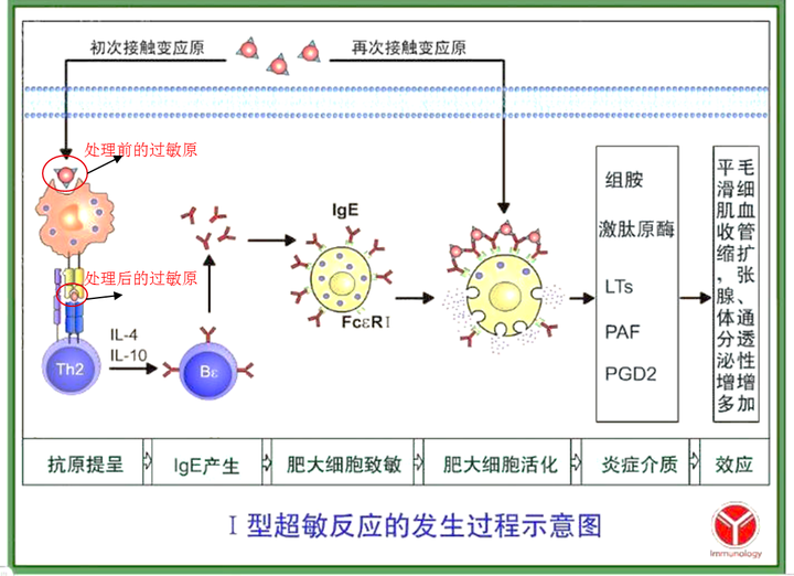 图示:i型过敏反应发生过程及效果 4.