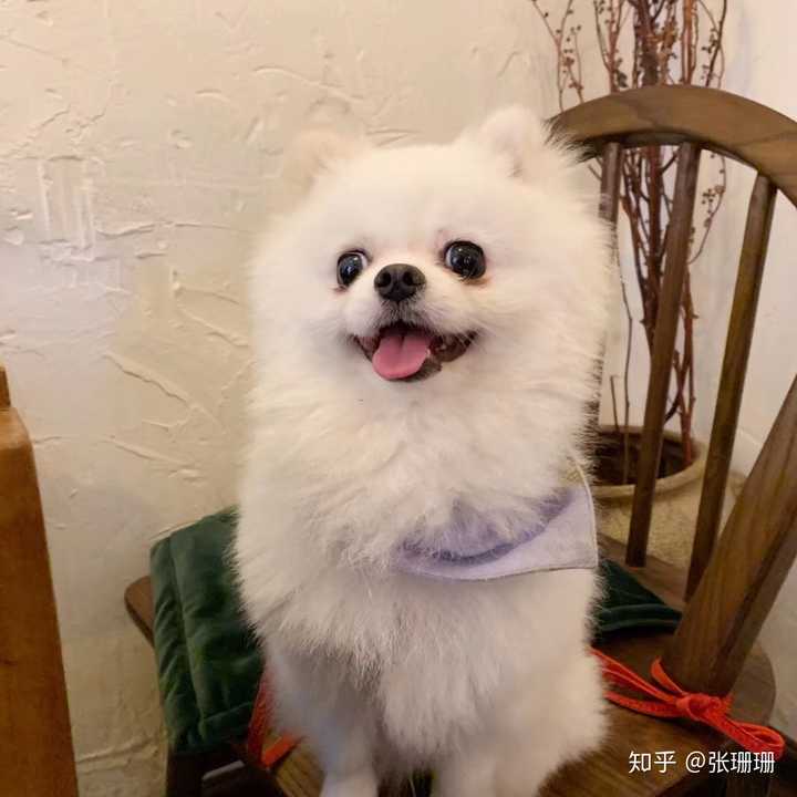 博美较其他小型犬的优点是什么博美为什么好