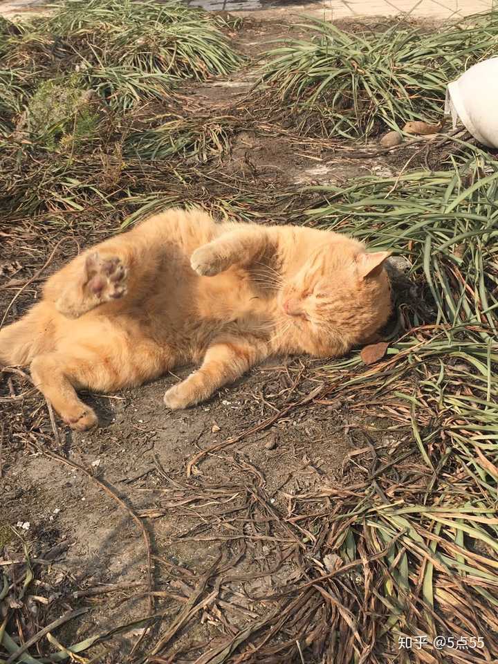 猫为什么会在地上打滚?
