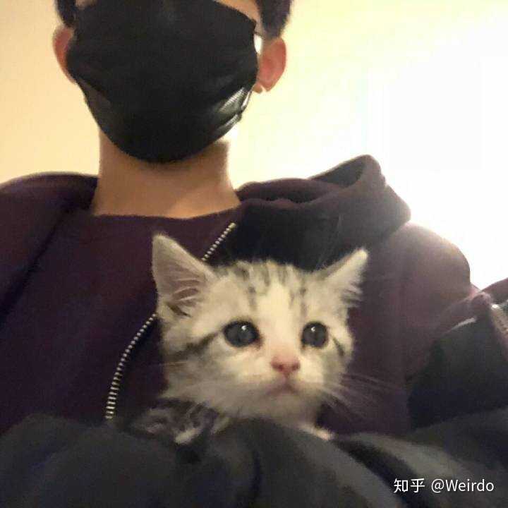 男生养猫是种什么体验?