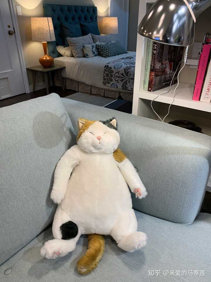 我去日本买了个三花猫.价格不菲还是据为己有.