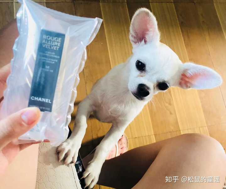 养小鹿犬或者吉娃娃是什么样的体验呢?