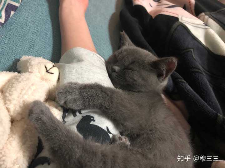 蓝猫几个月脸才开始圆?