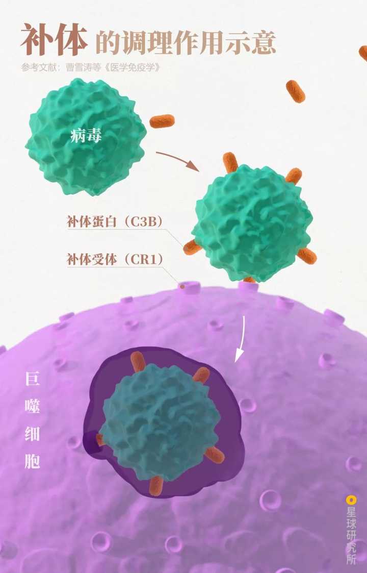 补体的调理作用示意,制图@赵榜/星球研究所