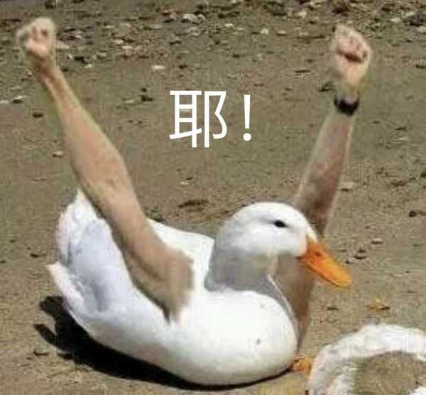 这种小鸭子表情包在哪里找
