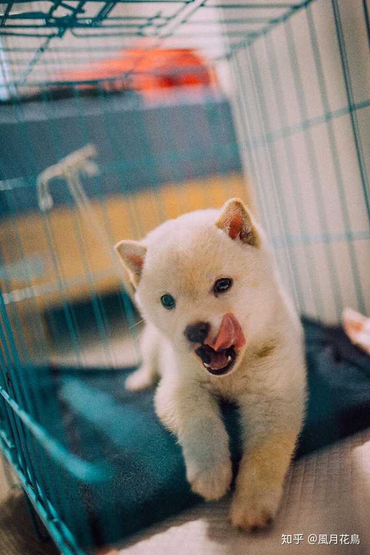 有没有养白色柴犬的大神能不能分享一下感受和图片