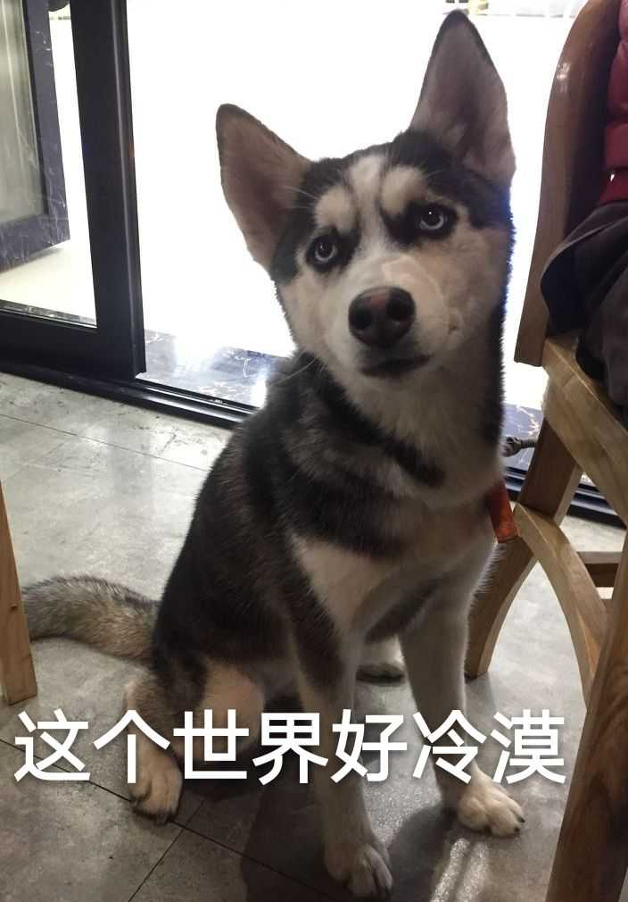 你们都有一些什么样的哈士奇表情包?
