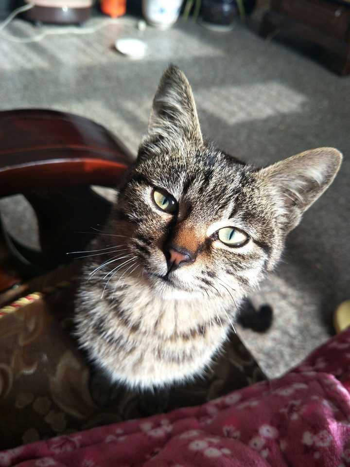 为什么狸花猫看起来很精明霸气?