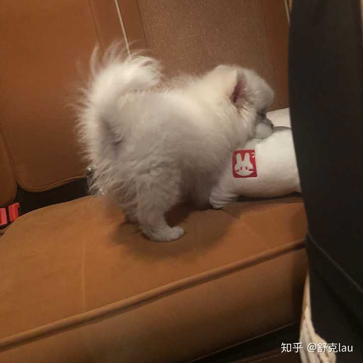 想买入手一只博美,请问下大家怎么辨别是不是串串狗?
