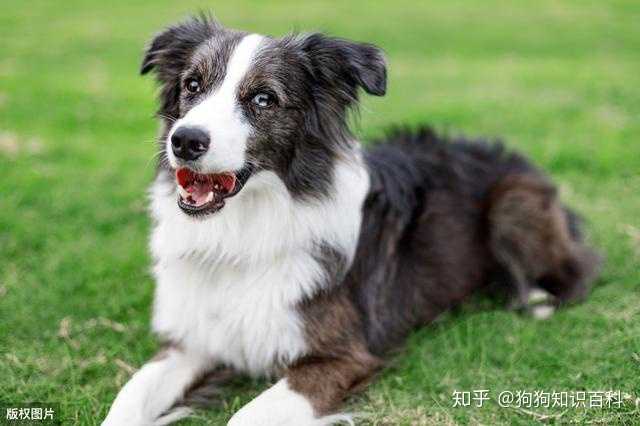2,白狗黄头身带印