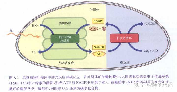 1,卡尔文循环(这就是高中生物那个卡尔文循环)