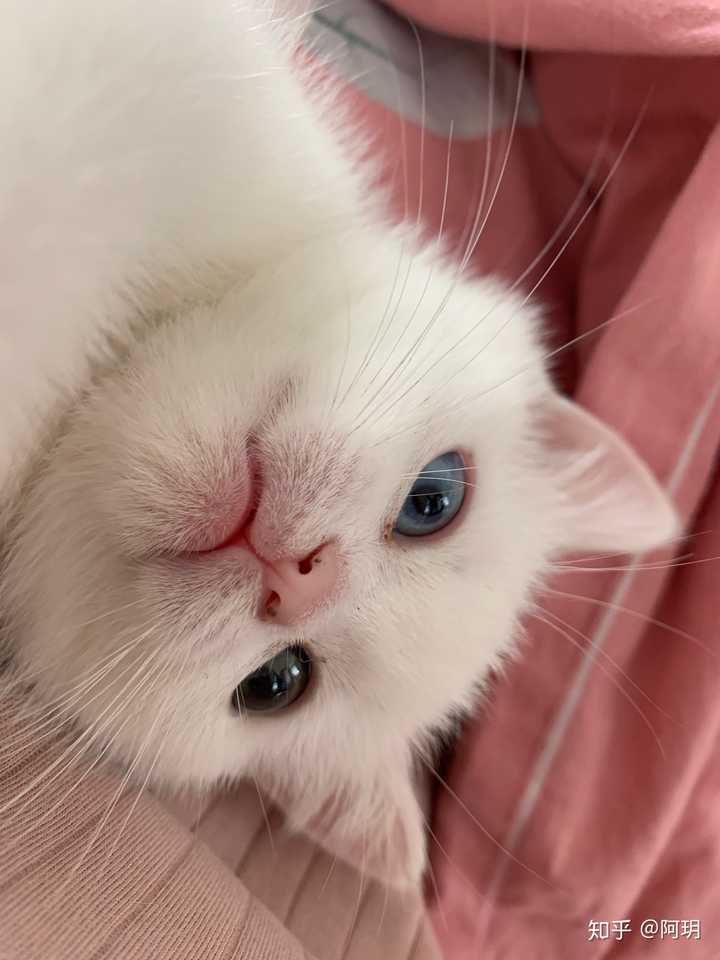 男生特别喜欢猫,正常吗?