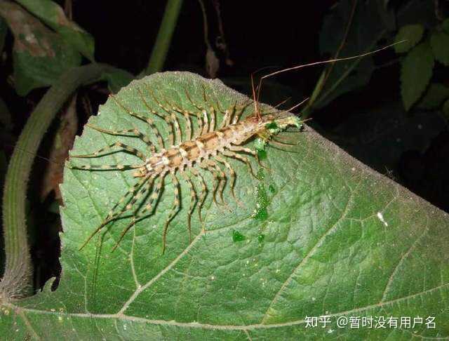 海南的虫子是不是很恐怖?
