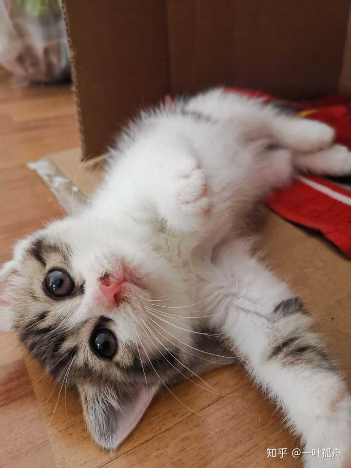 但是身上有跳蚤,毕竟流浪猫嘛,然后给洗了个澡,抓了六个跳蚤,第二天去