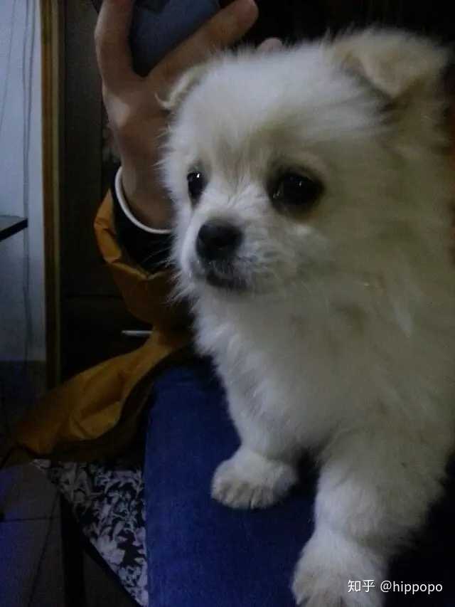 串串狗好养活吗?