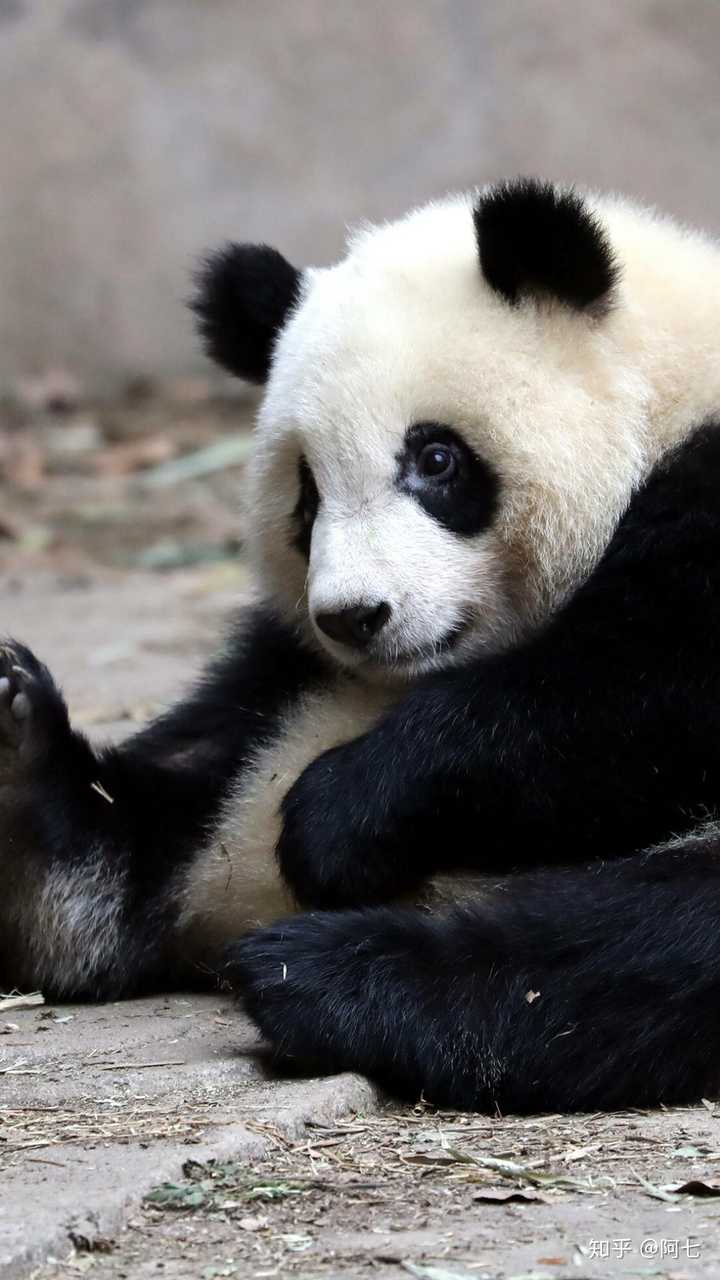 有哪些可爱的熊猫照片或视频?