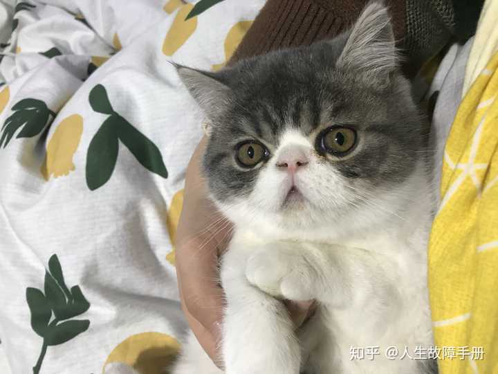 掉线加菲600块买的可以吗,这个品相是不是不是很好?