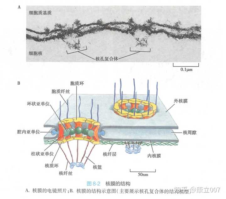 细胞器膜的成分都相同吗?