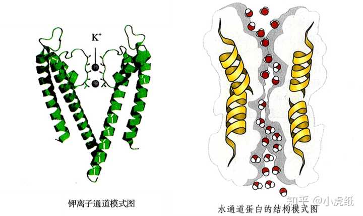 离子通道与水通道蛋白结构模式图,图片来源[2]